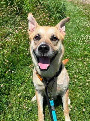 Hooch, Siberian Husky Mix, adult, available for adoption