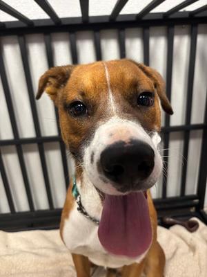 Rodrigo, Boxer Mix, young, available for adoption