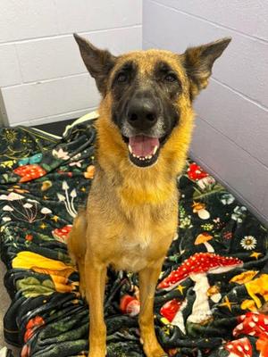 Jazzy, German Shepherd Dog Mix, adult, available for adoption