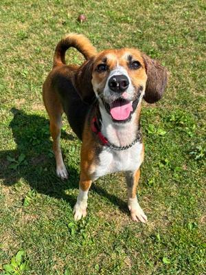 Clover, Treeing Walker Coonhound Mix, young, available for adoption