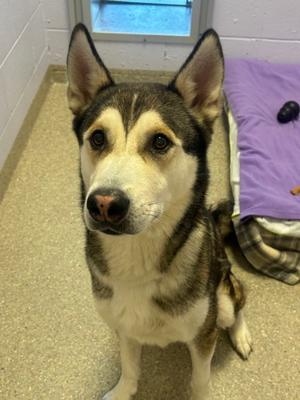Zeus, Siberian Husky Mix, senior, available for adoption