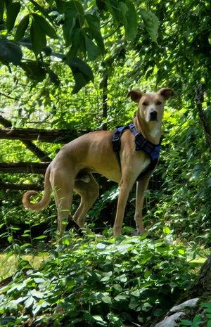 Gibbons, Whippet Mix, adult, available for adoption
