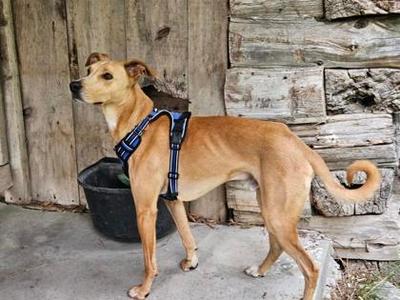 Gibbons, Whippet Mix, adult, available for adoption