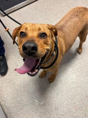 Avril, Labrador Retriever Mix, young, available for adoption