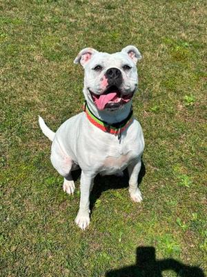 Gemma, Bulldog Mix, adult, available for adoption