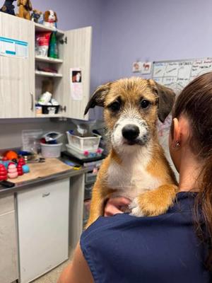 Fireball, Terrier Mix, puppy, available for adoption