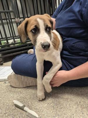 Marble Cake, Hound Mix, puppy, available for adoption