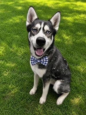 RANGER, Siberian Husky, adult, available for adoption