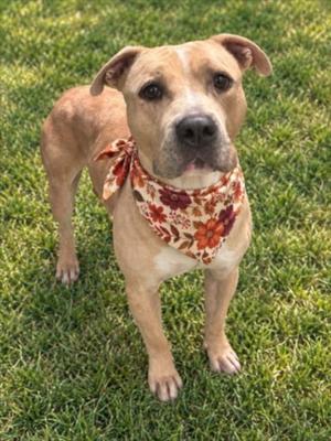 A brown dog with a floral bandana standing on grass.