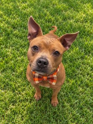 A brown dog wearing a plaid bow tie, standing on green grass.
