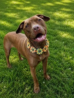MARY, Pit Bull Terrier, adult, available for adoption