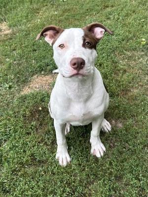 OLIVE, Pit Bull Terrier, young, available for adoption