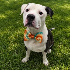 BROCK, American Bulldog, adult, available for adoption