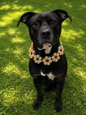 DARLA, Pit Bull Terrier, adult, available for adoption