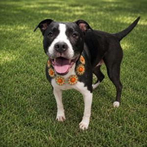 A black and white dog wearing a floral collar, standing on grass