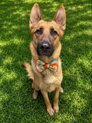 HARBOR, German Shepherd Dog, adult, available for adoption