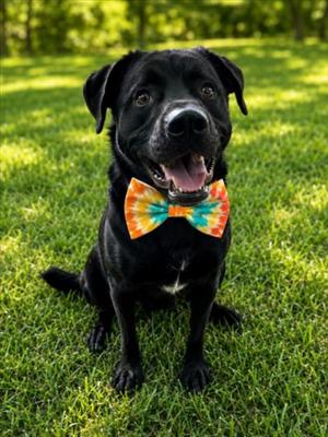FLEETWOOD, Labrador Retriever, young, available for adoption