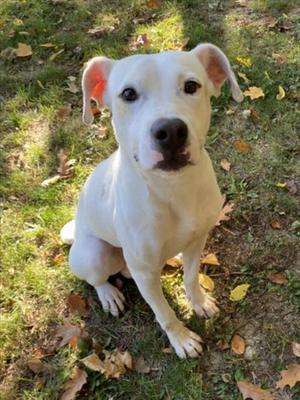 MR GOODBAR, Pit Bull Terrier, adult, available for adoption