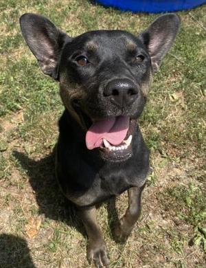 SYDNEY, Australian Cattle Dog/Blue Heeler / Rottweiler, adult, available for adoption