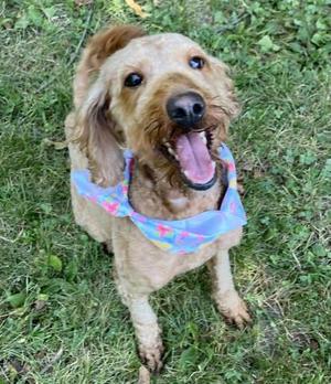 CLOVER, Poodle (Miniature), adult, available for adoption