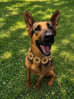 JUNE, German Shepherd Dog, adult, available for adoption