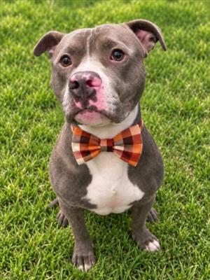 BEEGEE, Pit Bull Terrier, adult, available for adoption