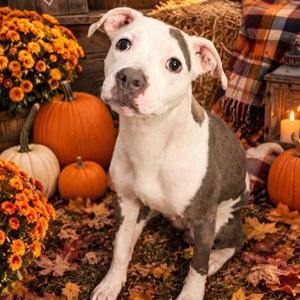 JOSIE, Pit Bull Terrier, adult, available for adoption