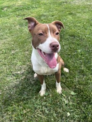 POPPY, Pit Bull Terrier, young, available for adoption