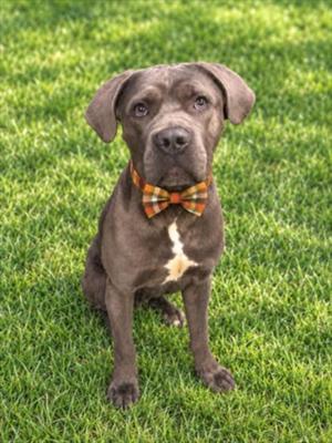 A brown dog wearing a plaid bow tie sitting on green grass.