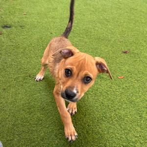 A brown puppy with large eyes and floppy ears standing on green artificial grass, looking up at the camera.