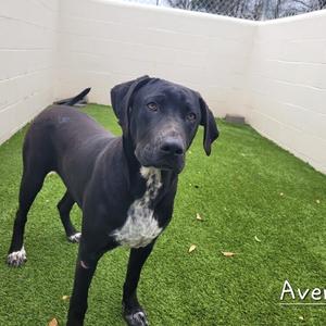 Avery 6007, Retriever, Black Labrador, adult, available for adoption
