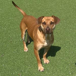 A medium-sized brown dog standing on artificial turf, looking towards the camera.