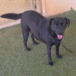 black dog standing on grass