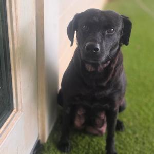 Amari 2144, Retriever, Labrador, adult, available for adoption