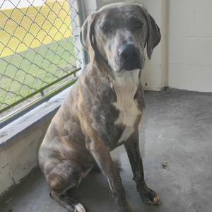 A brindle-colored dog with a white chest sits by a window.
