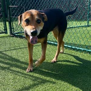 America 0629, Mixed Breed (Medium), young, available for adoption