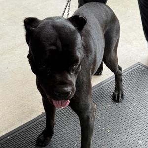 Athena, Mastiff, Cane Corso, young, available for adoption