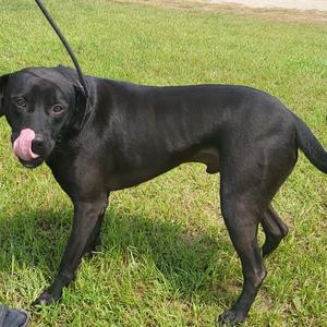 Austin 6791, Retriever, Labrador, adult, available for adoption