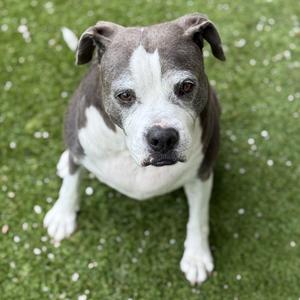 Adriana 9542 AKA Harper, Terrier, senior, available for adoption