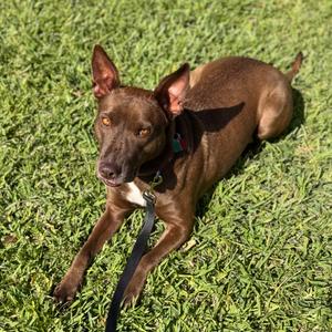 Abilene, Mixed Breed (Medium), adult, available for adoption