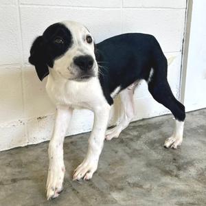 Baron 0240, Mixed Breed (Medium), available for adoption