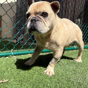 Ace AKA Heat Wave 7350, Bulldog, French, young, available for adoption