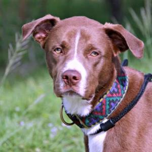 A close-up headshot of a brown dog with floppy ears and a white chest, wearing a colorful patterned collar.