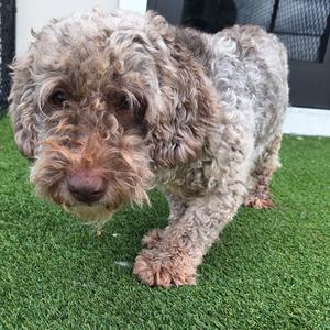 Ashly 3921, Cockapoo, adult, available for adoption