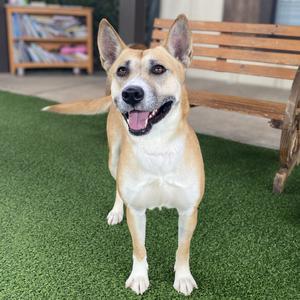 Amiee Quinn 0625, Shepherd, adult, available for adoption