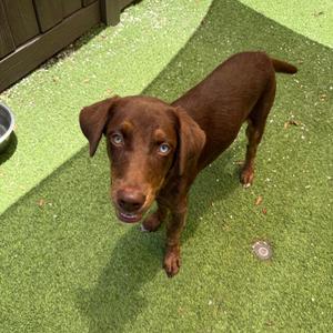 A brown dog standing on a green artificial turf surface, looking up at the camera with its ears drooping and mouth slightly open.