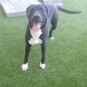 A black dog with white markings is standing on green grass.