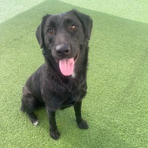 Archie 2561, Mixed Breed (Medium), adult, available for adoption