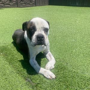 ARNIE 5908, Boxer, young, available for adoption