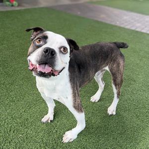 A happy dog with a white and brown coat standing on green artificial grass.